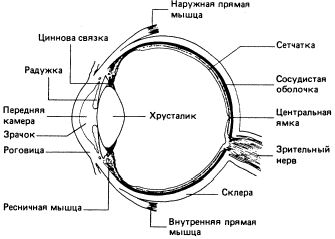 Рефераты | Рефераты по науке и технике | Зрительная сенсорная система