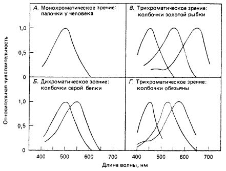 Рефераты | Рефераты по науке и технике | Зрительная сенсорная система