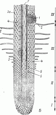 Рефераты | Рефераты по науке и технике | Меристемы или образовательные ткани